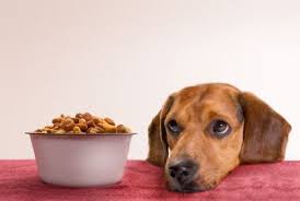 Geruïneerd Keuze trommel Zelf gezond eten maken voor uw hond of kat – Dierenarts Rogiest