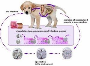 Papillomavirus bij honden, Giardia hond besmettelijk mens