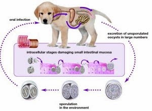 Giardia bij honden behandelen Konijn diarree - Giardia hond medicijnen